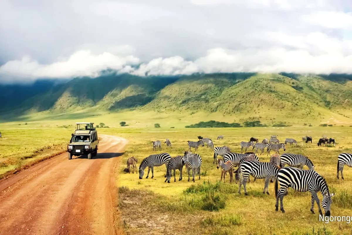 Samochód safari na czerwonej szutrowej drodze i stado zebr na zielonej równinie krateru Ngorongoro, w tle zbocza krateru pod chmurami